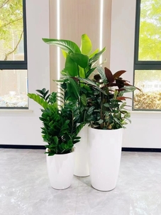 宁波慈溪绿植租赁亡